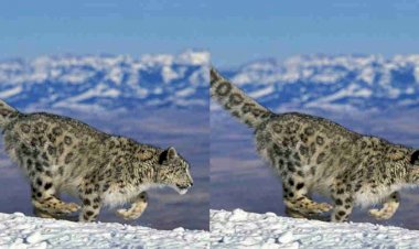 उत्तरकाशी वन प्रभाग क्षेत्र में बनाया जायेगा हिम तेंदुए का संरक्षण केन्द्र