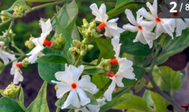 अयोध्या में PM मोदी लगाएंगे यह पौराणिक पौधा