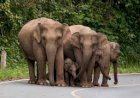 बेटों को सम्पत्ति से बेदखल कर हाथियों ने नाम कर दी 5 करोड़ की सम्पत्ति