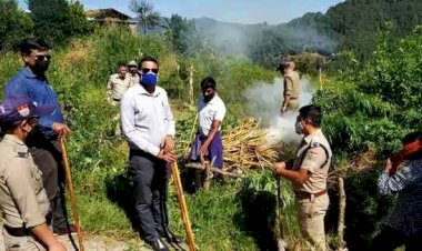 प्रशासन ने लोहाघाट में 8 हेक्टेयर भांग की खेती नष्ट की