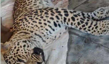 नरेंद्रनगर:शूटर जॉय हुकिल की गोली से नरभक्षी गुलदार ढ़ेर 