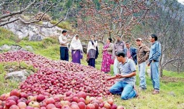 हर्षिल में सेब का सीजन चरम पर
