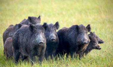 उत्तराखंड:फसलों को नुकसान पहुंचा रहे नील गाय-जंगली सूअर मारे जा सकेंगे