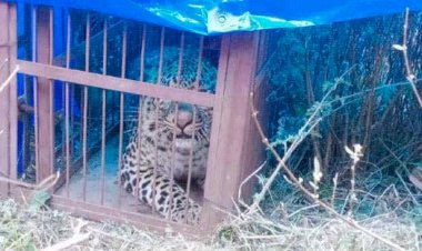 उत्तराखंड में यहां हुआ आदमखोर गुलदार पिजरे में कैद