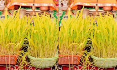 उत्तराखंड:  हरेला  पर्व सार्वजनिक अवकाश घोषित