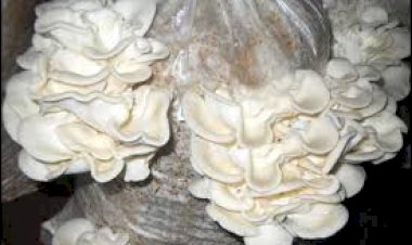 लॉकडाउन में नौकरी छूटी तो मशरुम बना इन दो युवाओं का सहारा, अब कर रहे अच्छी कमाई