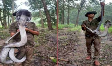 देहरादून में मिला हैरान करने वाला विशाल कोबरा