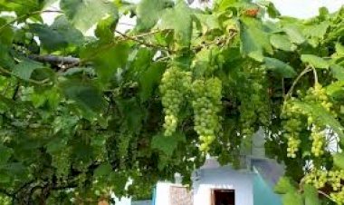 उत्तराखंड में यहां अंगूर महोत्सव आयोजित करने जा रहा है पर्यटन विभाग 