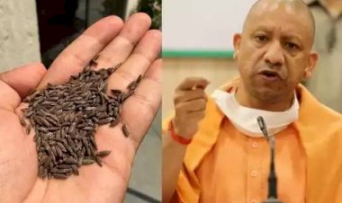 काला नमक चावल को लोकप्रिय वैश्विक ब्रांड बनाने की मुहिम, सीएम योगी खुद कर रहे ब्रांडिंग