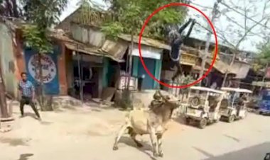 खौफनाक: राह चलते बुजुर्ग को सांड ने हवा में उछाला और पटक दिया