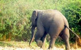 बुलंदशहर से जल चढ़ाने नीलकंठ आए श्रद्धालु को हाथी ने मार डाला