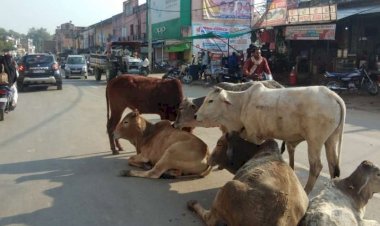 संरक्षित छुट्टा गोवंश की देखभाल हेतुु 50.00 करोड़ रूपये की धनराशि स्वीकृत