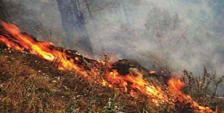 उत्तराखंड: जंगल की आग बुझा रहे बुजुर्ग की झुलसने से मौत