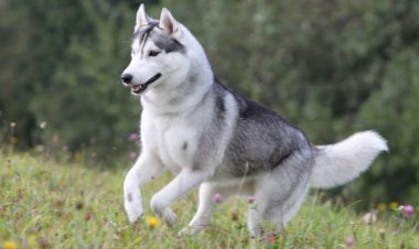 देहरादून: इस विदेशी नस्ल का कुत्ता बेचने के नाम पर ठग लिए दो लाख रुपये, न कुत्ता मिला न रकम