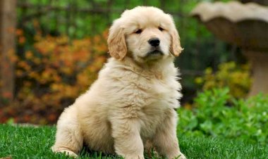 उत्तराखंड: हद हो गई ये तो.. 66.39 लाख गंवा कर भी न मिला पिल्ला