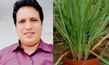 लेमनग्रास: पोषक तत्वों से भरपूर एक औषधीय पौधा