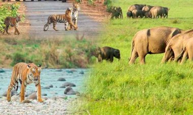 नाइट स्टे के लिए 14 मई तक फुल हुई कॉर्बेट नेशनल पार्क की बुकिंग