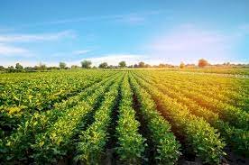 जैविक खेती को बढ़ावा देने के लिए सरकार देगी पांच हजार प्रति हैक्टेयर