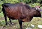 पंजाब में लम्पी वायरस वैक्सीन ड्राइव 15 फरवरी से