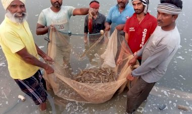 पंजाब सरकार की बड़ी पहल, झींगा पालन का क्षेत्र बढ़ाकर 5 हजार एकड़ किया जाएगा
