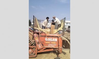 एसबीएस नगर में गुरुवार शाम तक 193018 मीट्रिक टन गेहूं की खरीद हुई