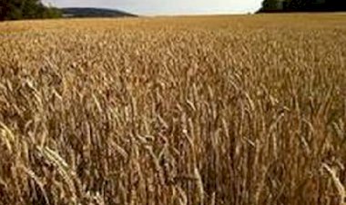 पंजाब सरकार ने स्पष्ट किया,  90 प्रतिशत से अधिक गेहूं भारत सरकार के नियमों में ढील के तहत खरीदा गया