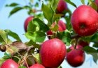 सरकार ने सेब के आयात पर पाबंदी लगाई