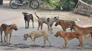 पंजाब के खन्ना में मरे मिले 20 कुत्ते ! जानें पूरा मामला