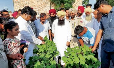 कृषि विभाग के अधिकारी पंजाब के किसानों को कपास के खेतों में गुलाबी बॉलवर्म के हमले को रोकने में मदद करेंगे