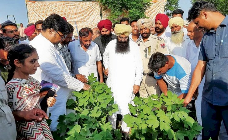 कृषि विभाग के अधिकारी पंजाब के किसानों को कपास के खेतों में गुलाबी बॉलवर्म के हमले को रोकने में मदद करेंगे