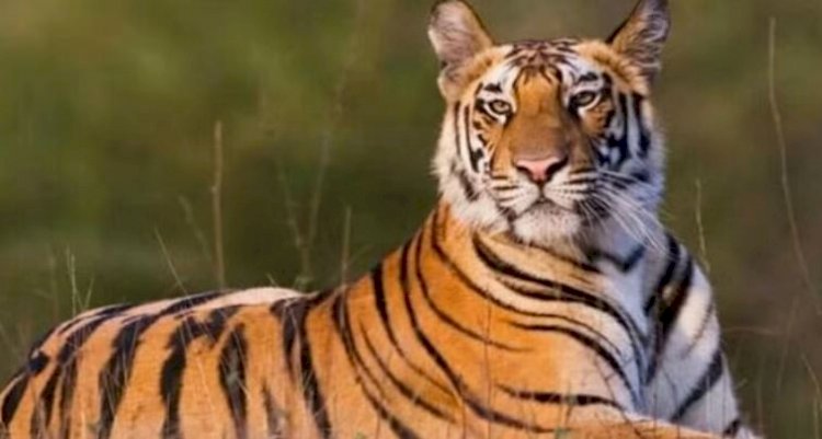 उत्तराखंड में बढ़ा बाघों का कुनबा, 118 बढ़कर अब 560 हुई उत्तराखंड में बाघों की संख्या