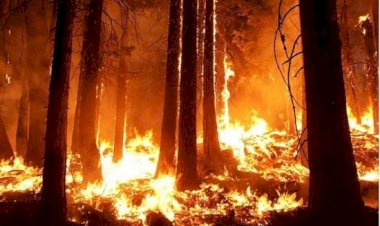 कनाडा के जंगल की आग: ब्रिटिश कोलंबिया ने प्रांतीय आपातकाल की घोषणा की