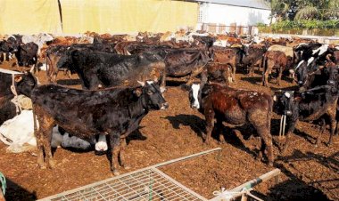 डेयरी फार्मों, गौशालाओं के लिए पंजाब प्रदूषण नियंत्रण बोर्ड की मंजूरी जरूरी