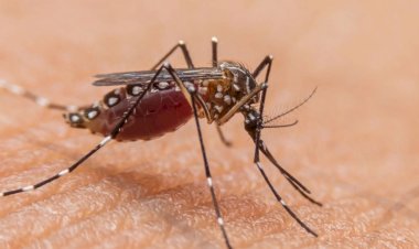 राजधानी दिल्ली में पिछले कई हफ्तों से कोई साप्ताहिक डेंगू रिपोर्ट नहीं; एमसीडी अधिकारी ने कहा, 'स्थिति नियंत्रण में'