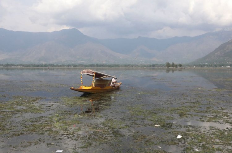 कश्मीर की ऑक्सीजन विसकॉन झीलों में दम तोड़ती मछलियाँ