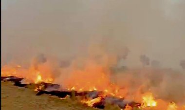 एक दिन में खेतों में आग लगने की संख्या 2,000 के पार, पंजाब सरकार ने किसानों के खिलाफ एफआईआर का आदेश दिया