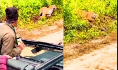 जंगल में घूम रहे थे टूरिस्ट, तभी टाइगर ने दिया ऐसा 'सरप्राइज़', फोटो खींच रही लड़की आँखे फटी रह गई