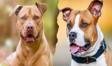 चंडीगढ़ में 7 खतरनाक प्रजाति के कुत्तों पर बैन: नियम तोड़ने पर होगा भारी जुर्माना