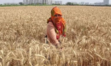 हरियाणा में इस वजह से गेहूं कटाई में हो रही है देरी, पढ़े पूरी ख़बर