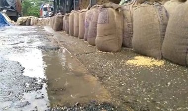 Haryana Weather:  ओले और तेज बारिश से भीगा गेहूं, किसानों की बढ़ी चिंता