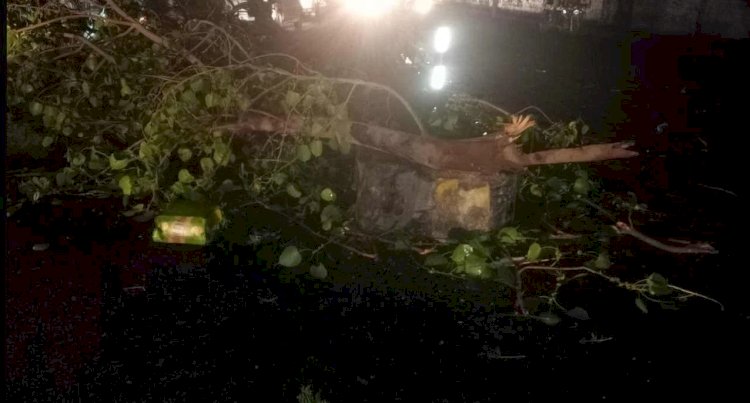 हरियाणा में अचानक बदला मौसम, आंधी से उखड़े पेड़ कार चालक पर गिरे