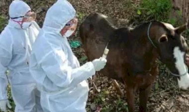 हरियाणा में खच्चर में मिली लाइलाज ग्लैंडर्स बीमारी, इंसानों में भी फैलने का खतरा, मचा हड़कंप