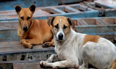 CJI B.R. गवई कुत्तों पर नियंत्रण के मुद्दे पर करेंगे पुनर्विचार