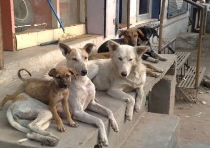 सुप्रीम कोर्ट ने आवारा कुत्तों पर बदला अपना फैसला