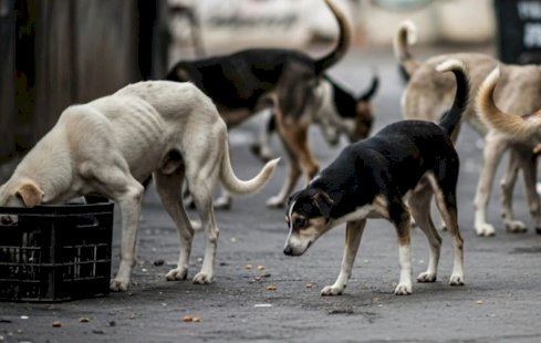 सुप्रीम कोर्ट ने आवारा कुत्तों के मामले में हलफनामे में देरी पर राज्य को लगाई फटकार: 'भारत की छवि हुई खराब ...'