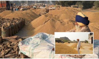 पंजाब में बाढ़ से धान की फसल पर बुरा असर पड़ा, प्रोडक्शन टारगेट से 24 लाख मीट्रिक टन कम रहा