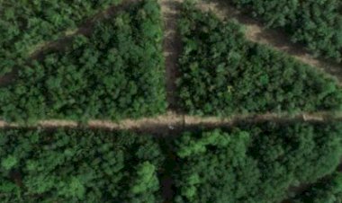 पंजाब का बढ़ा वृक्ष आवरण, पंजाब सरकार पर्यावरण संरक्षण पर दे रही विशेष ध्यान