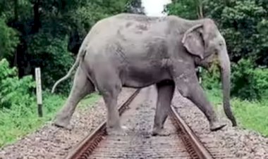 असम ट्रेन हादसा: होजाई में सैरांग-नई दिल्ली राजधानी एक्सप्रेस से टक्कर के बाद 7 हाथियों की मौत