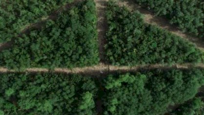 पंजाब का बढ़ा वृक्ष आवरण, पंजाब सरकार पर्यावरण संरक्षण पर दे रही विशेष ध्यान