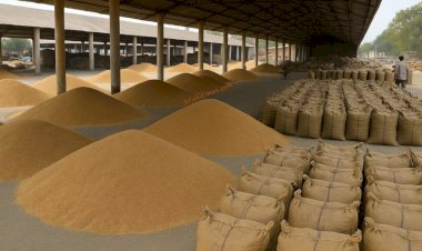 पंजाब सरकार का कमाल! 150 लाख मीट्रिक टन धान खरीद का ऐतिहासिक रिकॉर्ड! 11 लाख किसानों को मिला सीधा लाभ